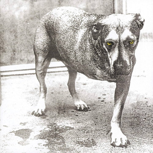 ALICE IN CHAINS - Alice In Chains 30th Anniversary Vinyl { vinyl }