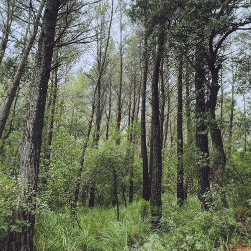 L.A. - Evergreen Oak [ Vinyl ]
