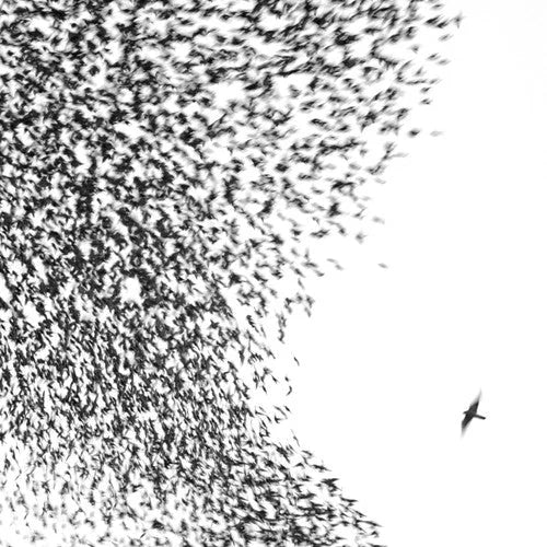 Wilco - Sky Blue Sky [2LP] [180g Half Speed] [ Vinyl ]
