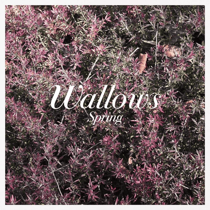 WALLOWS - Spring Vinyl { vinyl }