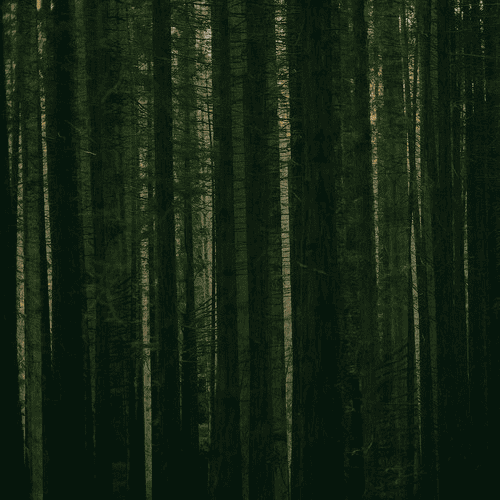 THE PAPER KITES - Evergreen Vinyl { vinyl }