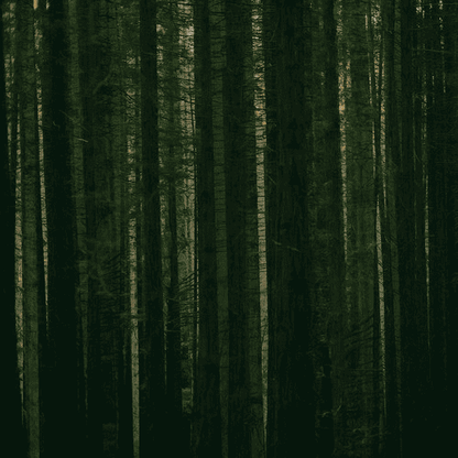 THE PAPER KITES - Evergreen Vinyl { vinyl }