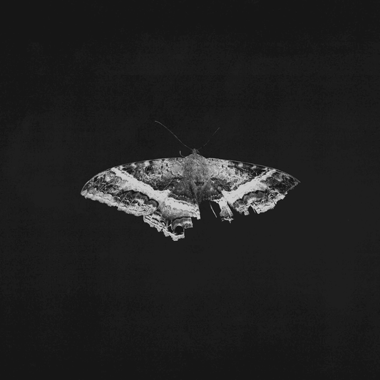 KENDRICK LAMAR - To Pimp a Butterfly 10th Anniversary Vinyl